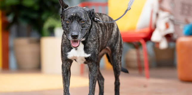 6:50 PM: The Dog House Australia | More 4 | 2/20 2026