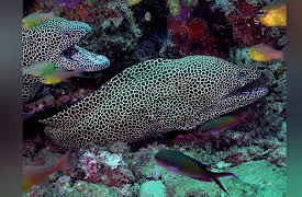 Coastal Africa: Sanctuary of the Indian Ocean