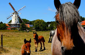 Animal DNA: Life on the Farm