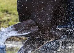 AlUla Desert Polo - Resumen