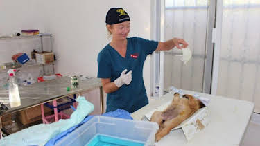 12:00 PM: Dr. Jeff: Rocky Mountain Vet (S3) | Discovery Channel | 7/4 2026
