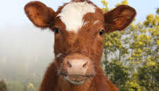 NANO: Echtes Fleisch ohne Tier - Die Zukunft schmeckt anders