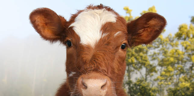 18:15: NANO: Echtes Fleisch ohne Tier - Die Zukunft schmeckt anders | 3SAT | 11/14 2025