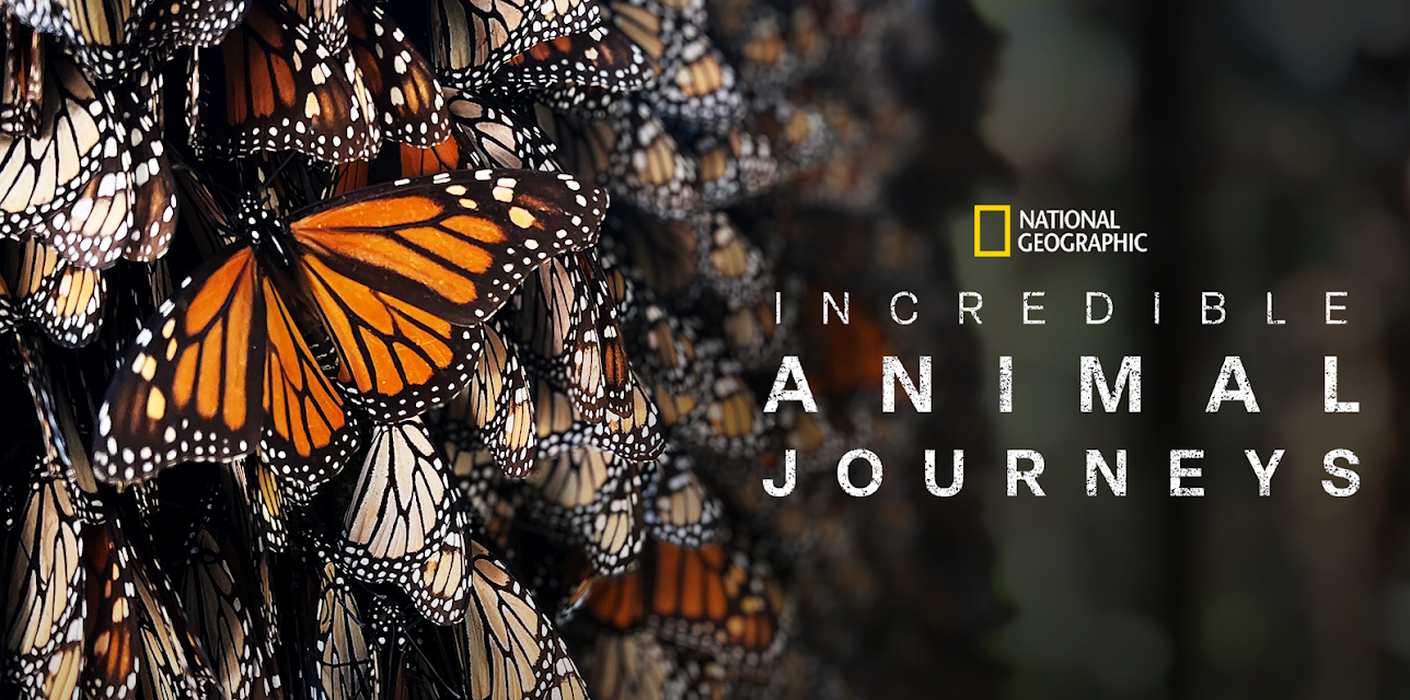 Incredible Animal Journeys