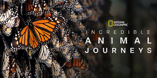 01:30: Incredible Animal Journeys (S1 E2) (S1) | National Geographic Wild | 11/26 2025