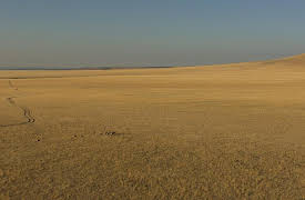 Aerial Adventures: Wild Creatures