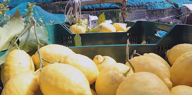 02:10: Die Welt der Zitrusfrüchte | Arte | 1/12 2026