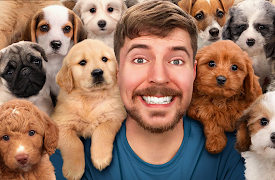 The Best of MrBeast: I Saved 100 Dogs