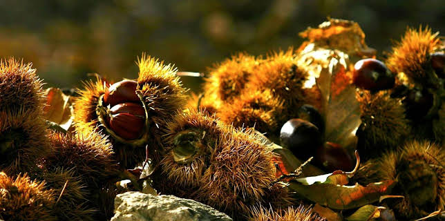 08:35: GEO Reportage | Arte | 11/8 2025