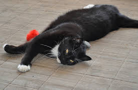 My Cat From Hell: Episode 3