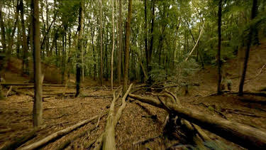 11:30: Wienerwald - Habsburgs grüne Sünde | 3SAT | 5/2 2026