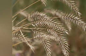 Understanding the Inventions That Changed the World: Beer, Wine, and Distilled Spirits