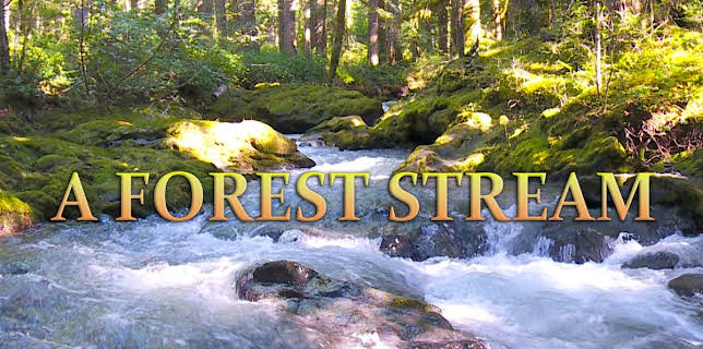 A Forest Stream (2019)