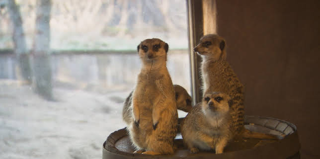 16:55: Dyrepasserne | TV 2 | 11/17 2025