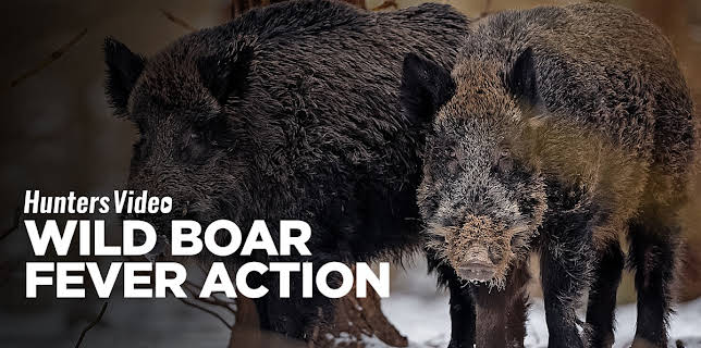 Wild Boar Fever Action