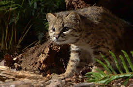 Planet Earth: Episode 9