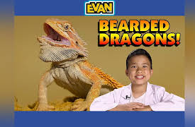 EvanTubeHD: Bearded Dragons with AnimalBytesTV