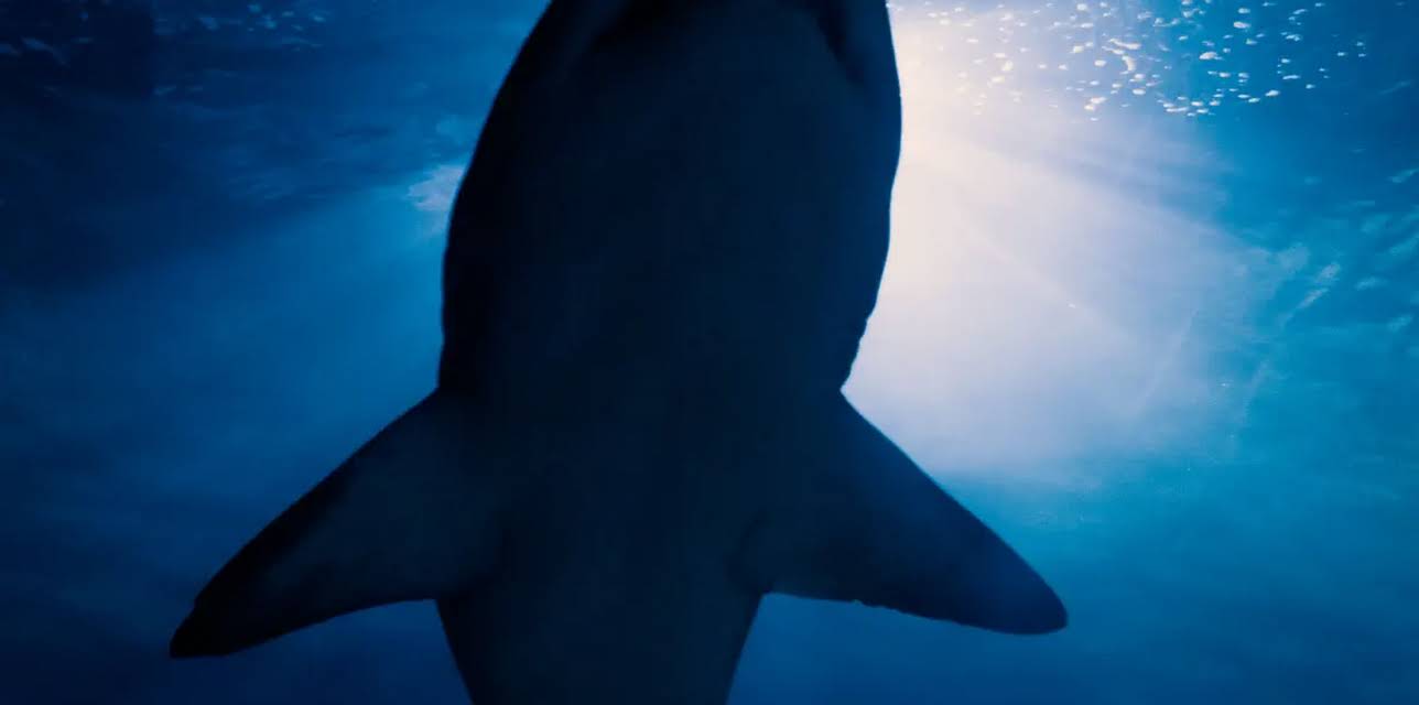 Sharks: The Big Five (2013)