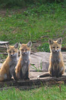 01:20: Parques Nacionales de América: Katmai | Nat Geo Wild | 2/14 2026