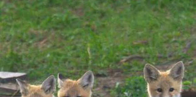 00:25: Parques Nacionales de América: Katmai | Nat Geo Wild | 2/14 2026