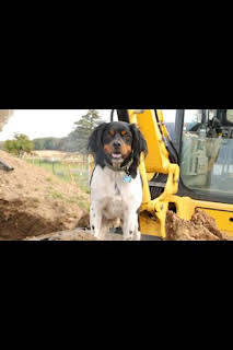 05:45: La increíble granja del Dr. Pol: El nuevo rebaño | Nat Geo Wild | 4/4 2026