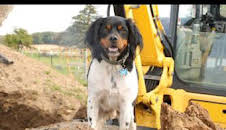 La increíble granja del Dr. Pol: El nuevo rebaño