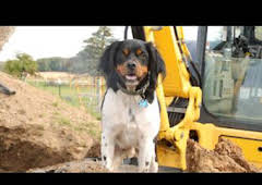 La increíble granja del Dr. Pol: El nuevo rebaño