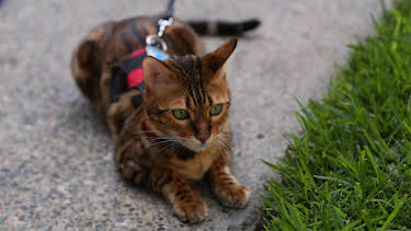 05:15: My Cat From Hell (S8 E1) (S8) | Animal Planet | 7/15 2026