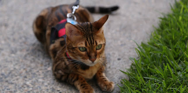 16:00: My Cat From Hell (S8 E1) (S8) | Animal Planet | 11/21 2025