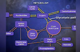 Biochemistry and Molecular Biology: How Life Works: Breaking Down Sugars and Fatty Acids