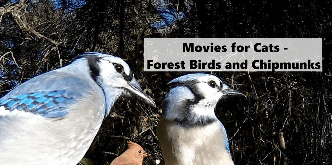 Movies For Cats - Forest Birds and Chipmunks