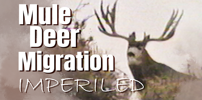 Imperiled: Mule Deer Migration (2020)