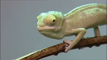 14:25: Elefant, Tiger & Co. | MDR Fernsehen | 4/27 2026