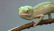 Elefant, Tiger & Co.