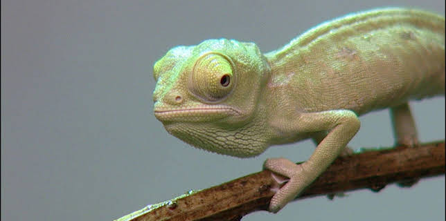 10:35: Elefant, Tiger & Co. (301) | MDR Fernsehen | 1/21 2026