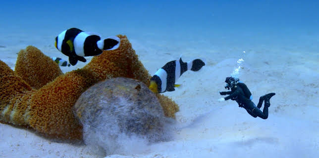 10:45: Andys ville vasseventyr: Andy og den svarte klovnefisken | NRK Super | 12/1 2025