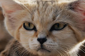 Arabian Inferno: Life And Death In The Dunes