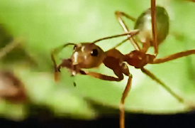 The Trials of Life: Living Together