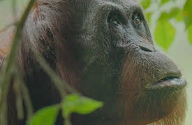 Survival of the Beast, Season 1: Orangutan