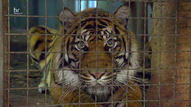 05:55: Giraffe, Erdmännchen & Co. (205) | HR Fernsehen | 3/31 2026