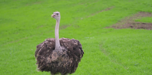 18:00: Dyrepasserne | TV 2 | 11/17 2025