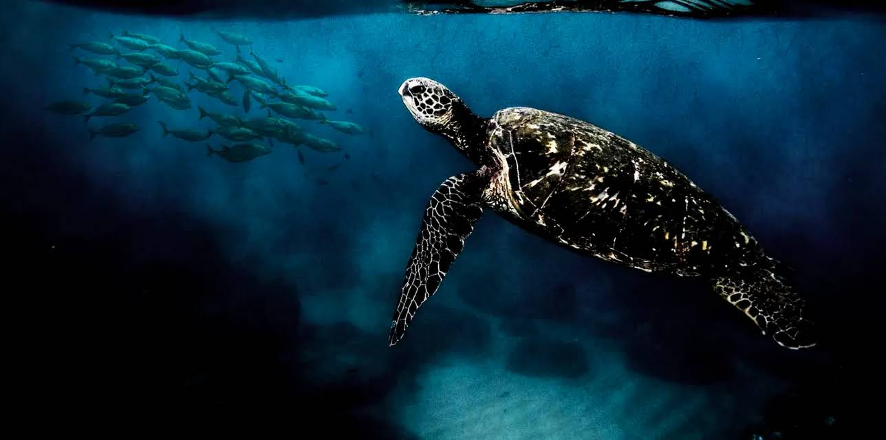 Surviving the Lagoon (2021)