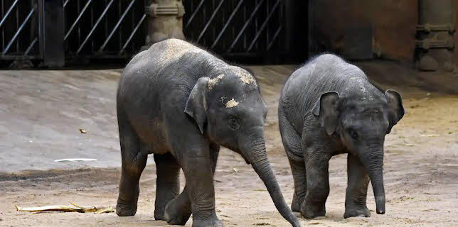 17:10: Leopard, Seebär & Co. | NDR Fernsehen | 11/28 2025