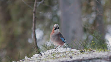 20:15: Abenteuer Erde | SWR Fernsehen RP | 3/29 2026