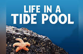 Life In A Tide Pool: Sea Stars and Snails