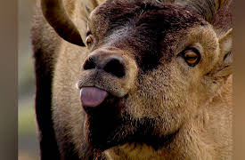 Wild Life: Mediterranean Puzzle