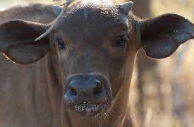 Gangland Killers: Episode 6