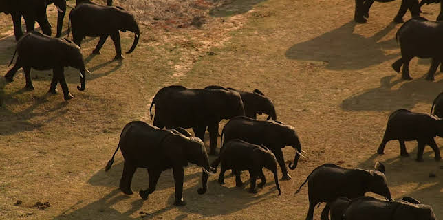 05:15: Dyrenes utrolige evner (S1 E29) (S1) | Animal Planet | 12/14 2025