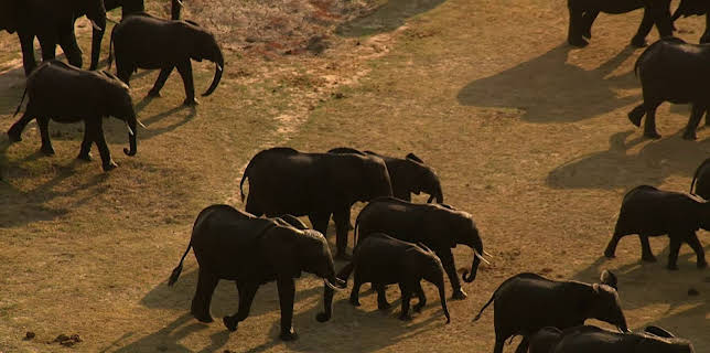 How Do Animals Do That?