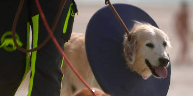 13:00: Die Tierärzte - Retter mit Herz (19) | Das Erste | 3/7 2026